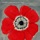 bruise of anemones