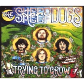 The Sheepdogs - Trying to Grow