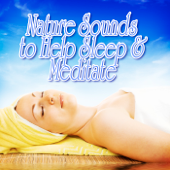 Peaceful Forest Stroll To Relieve Stress