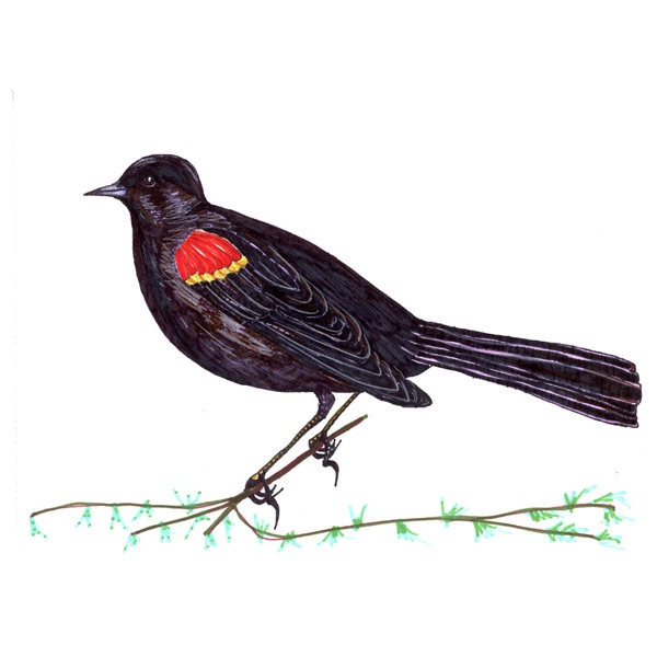 Redwing Blackbird