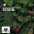 Symphony No. 2 In D Major, Op. 36: IV. Allegro molto