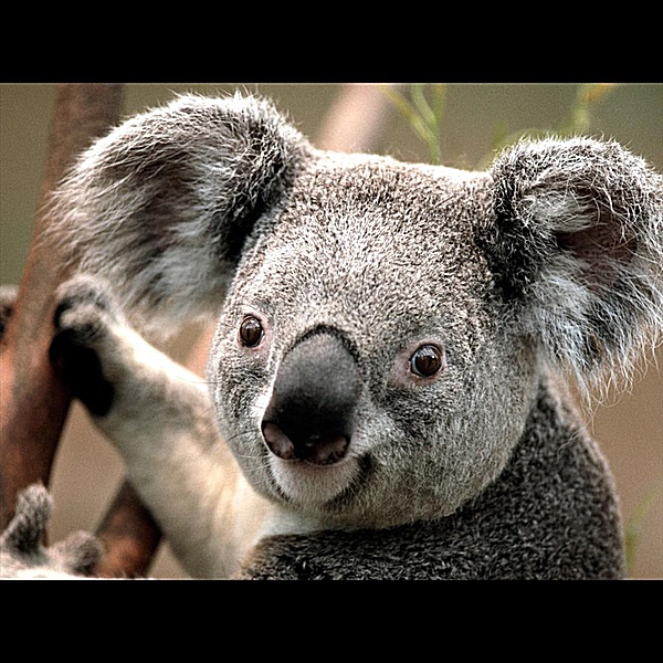 Pale' Creol - Single