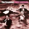 Pansy Division