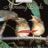 Dawn Chorus