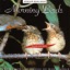 Sounds of the Earth: Morning Birds
