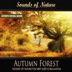 Autumn Forest (Nature Sounds) - Single