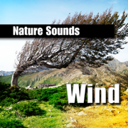 Wind Storm Howl and Reverberation - Nature Sounds