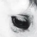 Dream Out