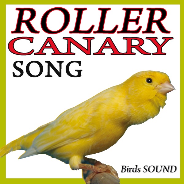 Roller Canary Song (Birds Sound) - EP album cover