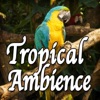 Tropical Ambience (Nature Sounds) - Single