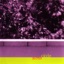Alotus