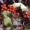 I Sing Noel - Sandler & Young lyrics