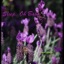 Sleep, Oh Babe - Single