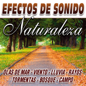 Pajaros Sonido Naturaleza