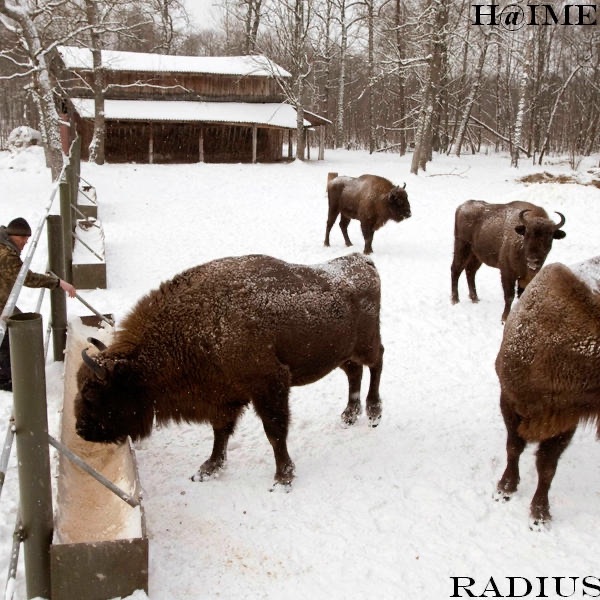 Обложка альбома «Radius» — H@ime