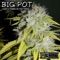 Big Pot (Frankee G Mix) - NHB & Fabrizio Pettorelli lyrics