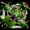 SPEEDLAND -The Premium Best Re Tracks- 