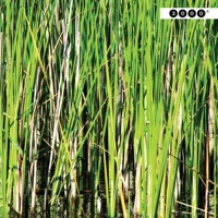 Balinken - EP - Dreher