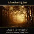 Forest Sleep
