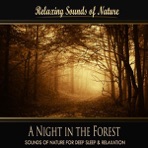 A Night In the Forest (Nature Sounds) - Single
