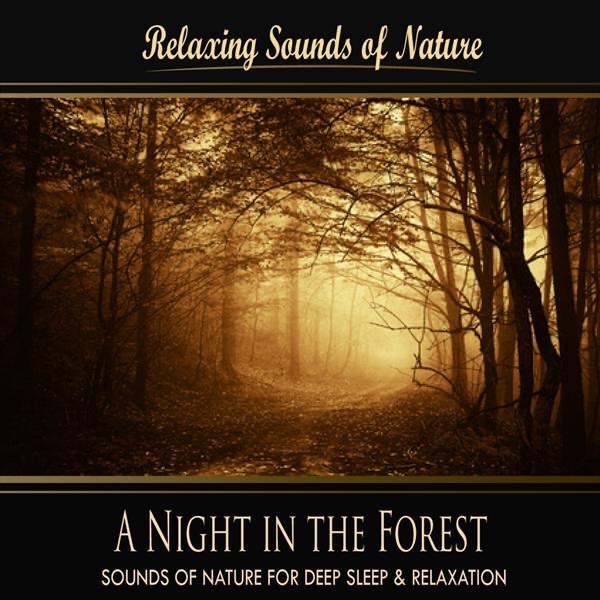 A Night In the Forest (Nature Sounds) - Single
