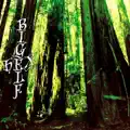 Black Moth