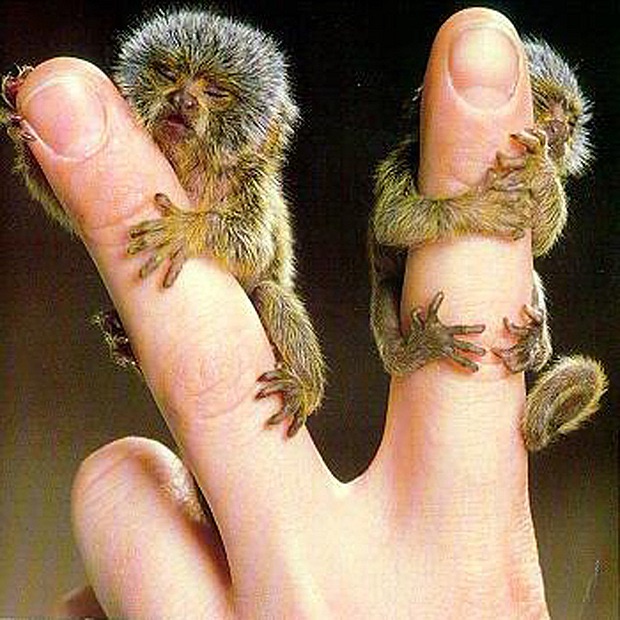 Two Words (Out of Print)