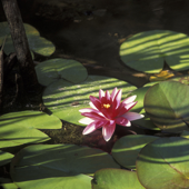 Alive to the Moment: Zhaozhou's Flower of Awakening