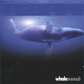whalesounds