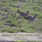 Black-tailed Prairie Dog - John Neville lyrics