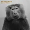 Baboon Moon