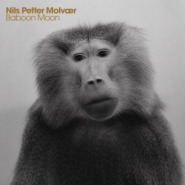 Baboon Moon cover art