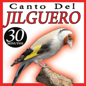 Canto Del Jilguero Cardelia Canto De Pájaros Silvestrismo - EP