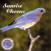 Sunrise Chorus