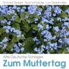 Schwalbenlied