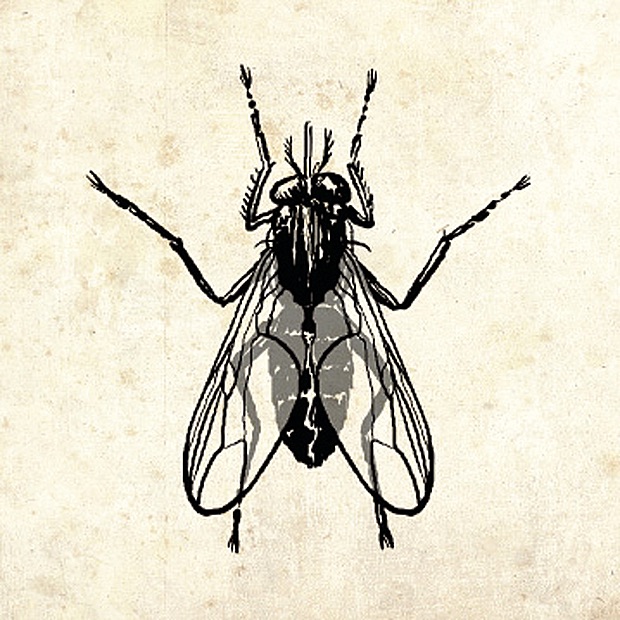 The Fly cover art