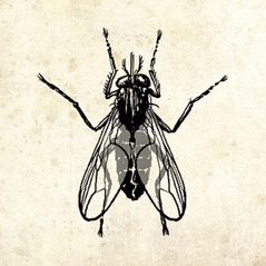 The Fly - Single