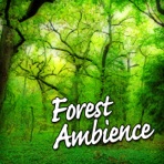 Forest Ambience (Nature Sounds Only) - Single