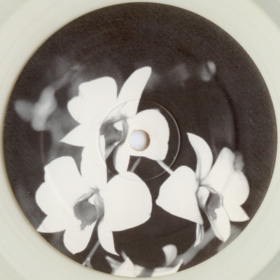 Phalaenopsis (Dub I)