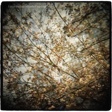 Horse Feathers - Belly of June