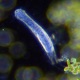 Rotifera Single