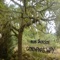 Gondwana - Allan Jackson lyrics