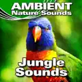 Whistling and Chattering Jungle Background with Insects