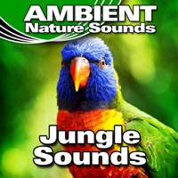 Ambient Nature Sounds - Active Jungle Background With Rainfall and Birdsong