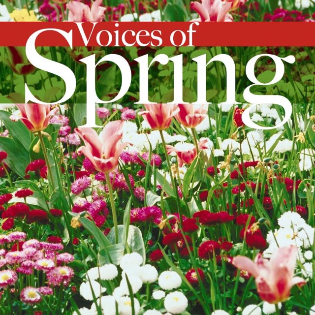 Mikado: The Flowers That Bloom in Spring