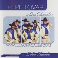LOBO HERIDO