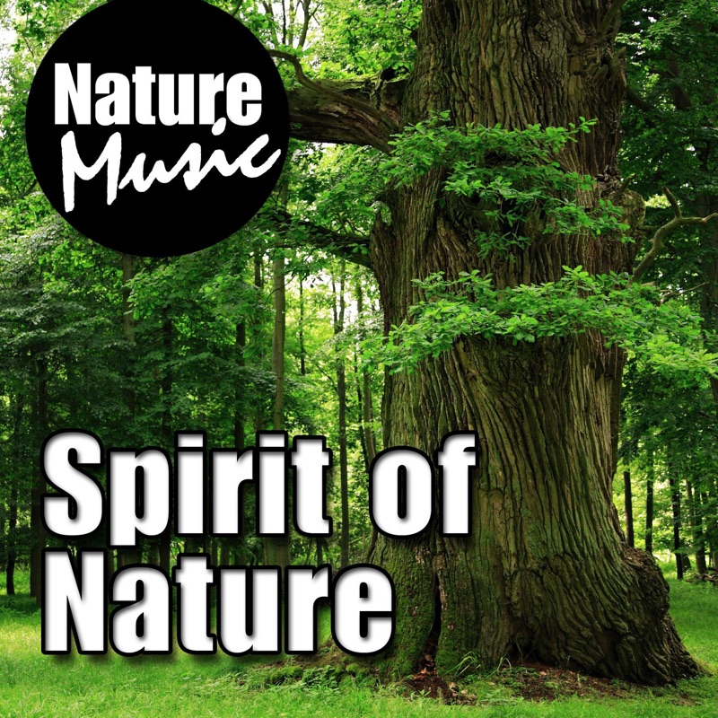 Gentle Morning: Deep Relaxing Forest Sounds
