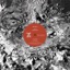 Black Cow Ep