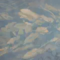 The Leechpool