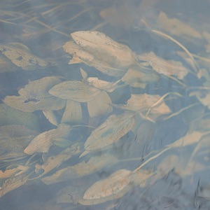 Resting in Aspic cover